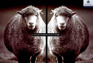 wool-clones-small-94006